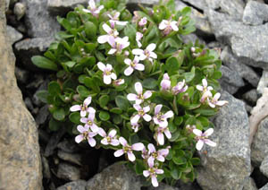 Noccaea rotundifolia